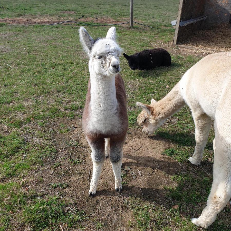 The Alpaca B&B Chalais  Екстер'єр фото