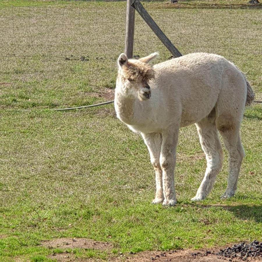 The Alpaca B&B Chalais  Екстер'єр фото